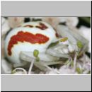 Misumena vatia - Veraenderliche Krabbenspinne 01.jpg